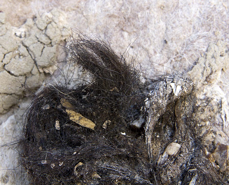 Fatte piene di pelo: lupo, volpe o.....